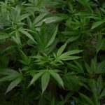 Weed store in Cyprus images54.jpg