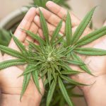 Marijuana delivery in Bergen images6.jpg