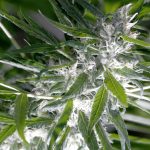 Buy hashish in Riga images70.jpg