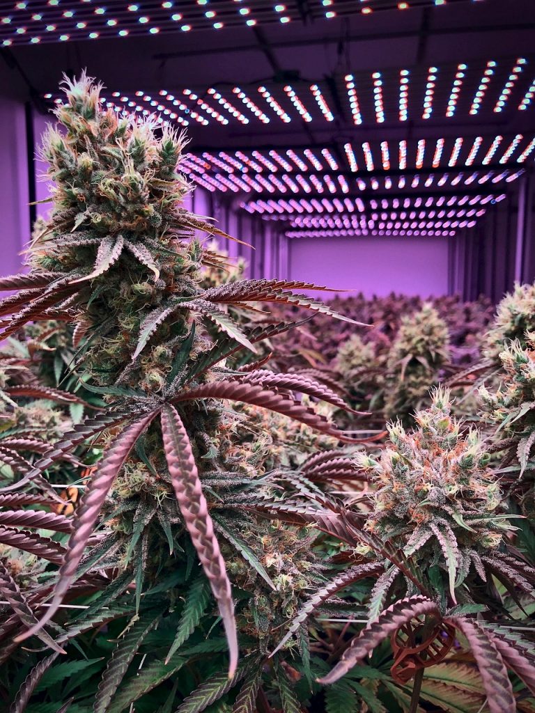 Buy marijuana in Zaragoza