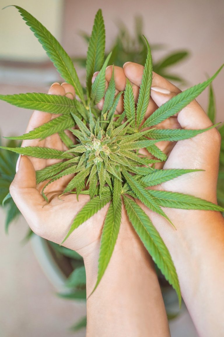 Weed shop in Marseille