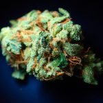 Weed store in Jurmala images99.jpg