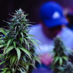 THC Vapes and Flowers for Sale in Europe logo (5)